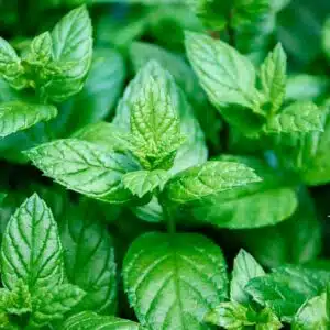 Hidrolato Menta Piperita - Hidrolatos