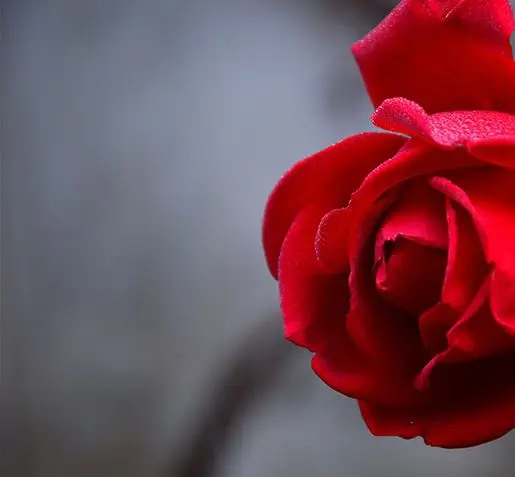 Hidrolatos de rosas interna
