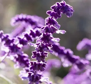 Lavanda